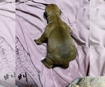 Small Photo #5 Boxer Puppy For Sale in COWETA, OK, USA