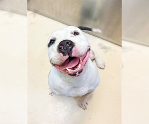 Mutt Dogs for adoption in Riverside, CA, USA
