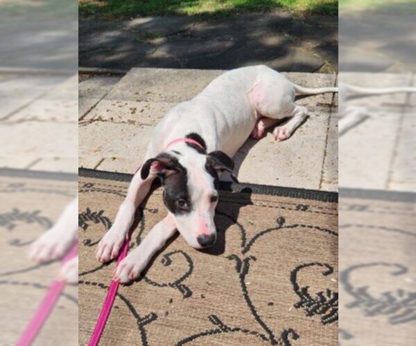 Medium Photo #4 Mutt Puppy For Sale in Catasauqua, PA, USA
