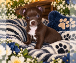 Puppy Magic Chihuahua