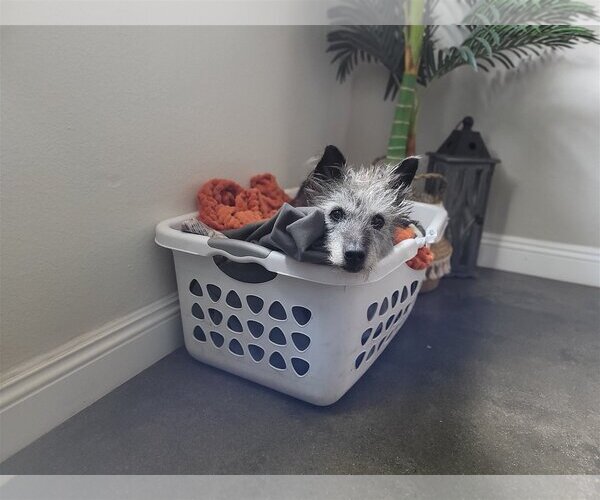 Medium Photo #8 Mutt Puppy For Sale in  Ramona, CA, USA