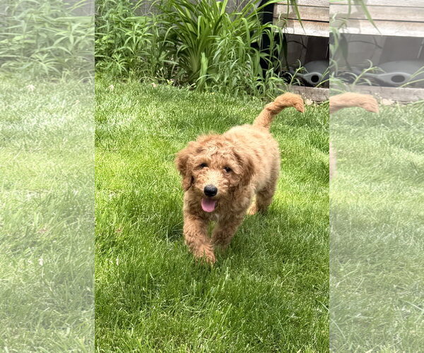 Medium Photo #4 Golden Retriever Puppy For Sale in Wheaton, IL, USA