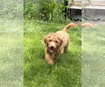Small #3 Golden Retriever