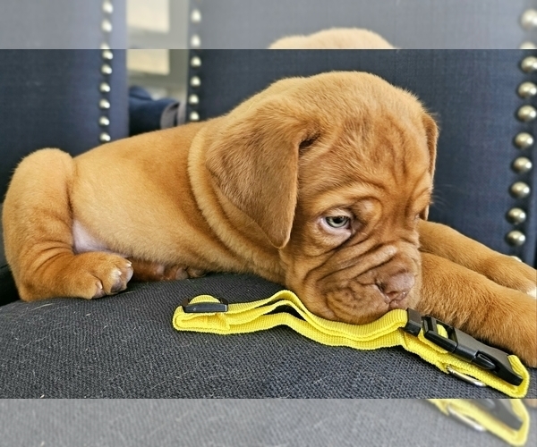 Medium Photo #5 Dogue de Bordeaux Puppy For Sale in RIALTO, CA, USA