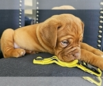 Small Photo #5 Dogue de Bordeaux Puppy For Sale in RIALTO, CA, USA
