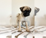 Small #1 Pug