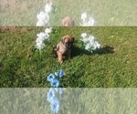 Small #25 Mastiff