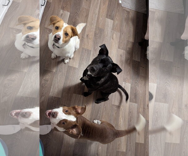 Medium Photo #2 Rat Terrier-Unknown Mix Puppy For Sale in Holly Springs, NC, USA