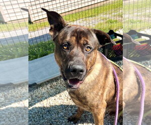 Jeffrey - Male Mastiff Dog for Adoption - Photo #6