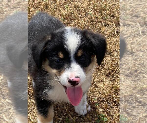 Medium Photo #2 Aussie-Corgi Puppy For Sale in BRIGGSDALE, CO, USA
