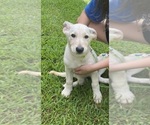 Small #2 German Shepherd Dog