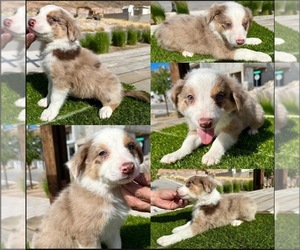 Australian Shepherd Puppy for sale in NEWPORT BEACH, CA, USA