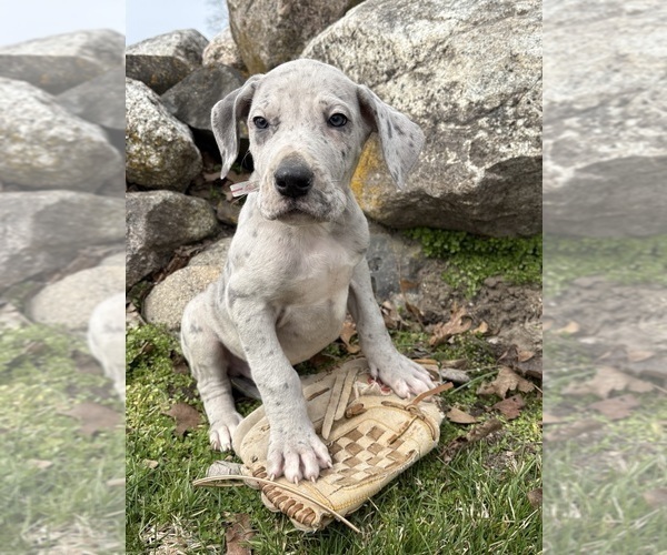 Medium Photo #1 Great Dane Puppy For Sale in MIDDLEBURY, IN, USA