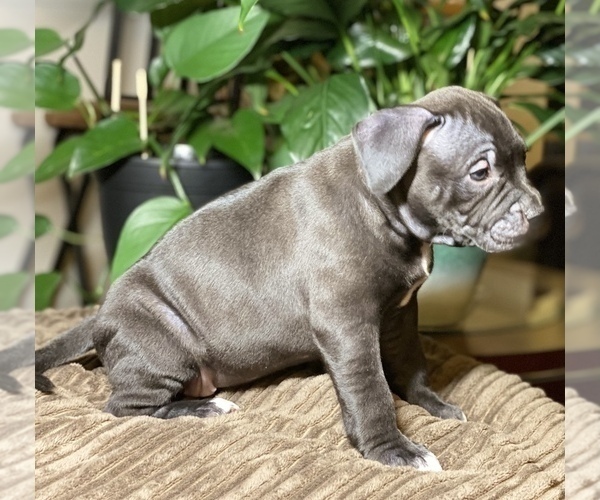 Medium Photo #6 American Bully Puppy For Sale in PHILA, PA, USA