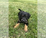 Small #2 Mutt