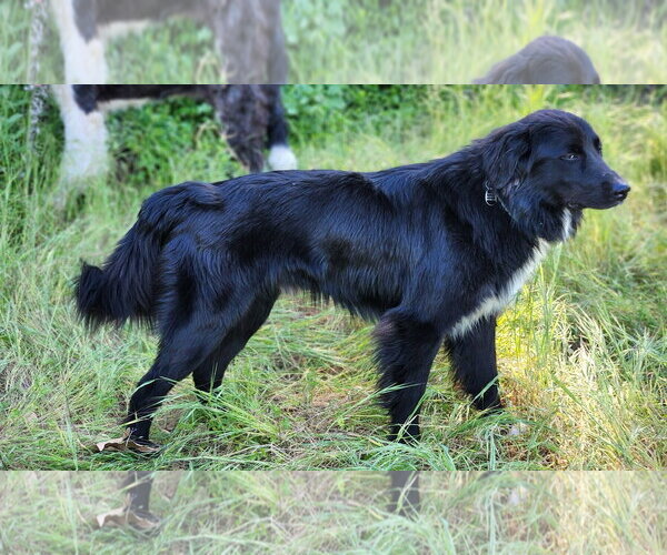 Medium Photo #7 Border Collie Puppy For Sale in Paso Robles, CA, USA