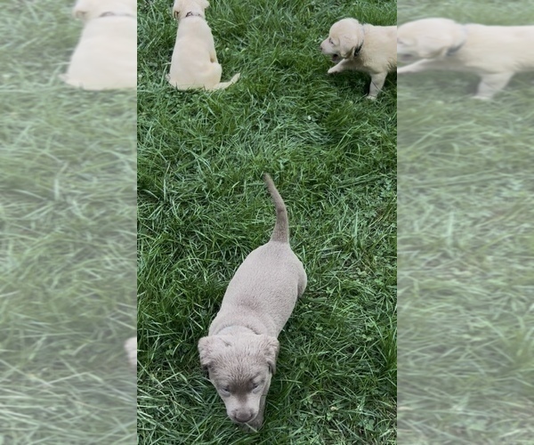 Medium Photo #7 Labrador Retriever Puppy For Sale in NEOLA, WV, USA