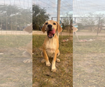 Small #10 Labrador Retriever Mix