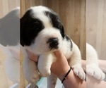 Small #1 Cane Corso-Saint Bernard Mix