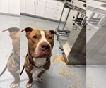 Small #1 American Staffordshire Terrier