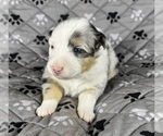 Small #13 Australian Shepherd