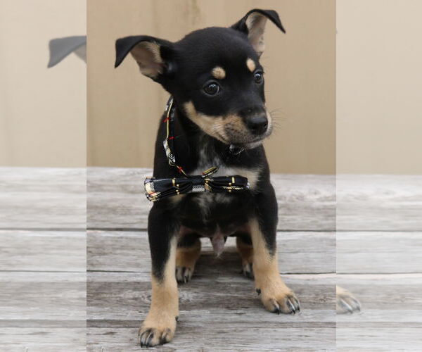Medium Photo #3 Chihuahua-Unknown Mix Puppy For Sale in Bandera, TX, USA