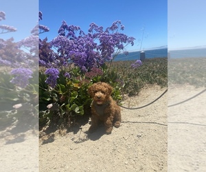 Poodle (Toy) Puppy for sale in PISMO BEACH, CA, USA