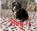 Small #20 Australian Shepherd