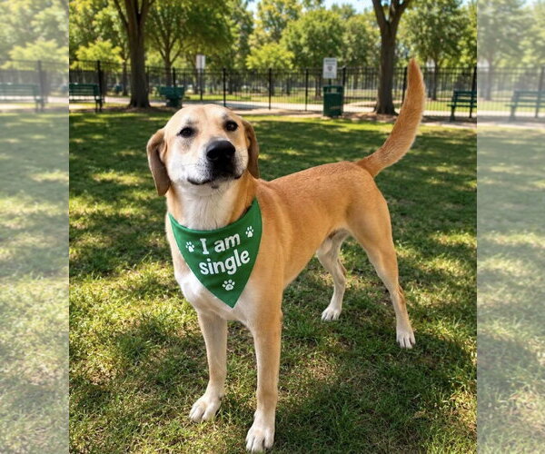 Medium Photo #1 Labrador Retriever-Rhodesian Ridgeback Mix Puppy For Sale in Euless, TX, USA