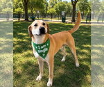 Small Labrador Retriever-Rhodesian Ridgeback Mix