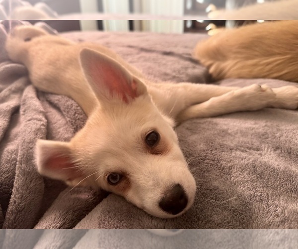 Medium Photo #238 Pomsky Puppy For Sale in LOVELAND, CO, USA