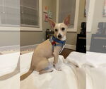 Small #6 Chihuahua