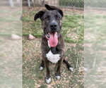 Small #5 American Staffordshire Terrier-German Shepherd Dog Mix