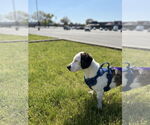 Small #4 Basschshund