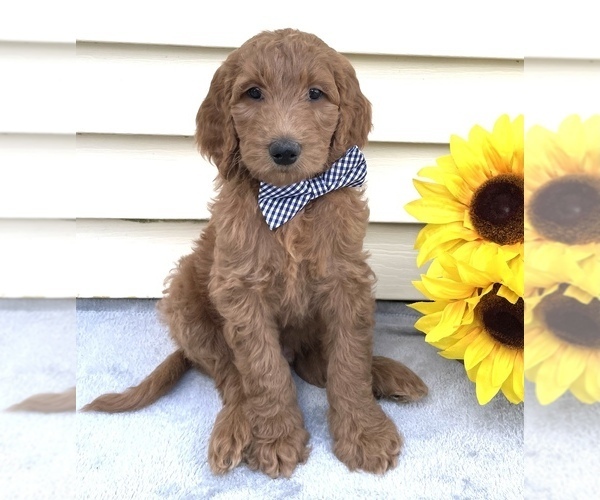 Medium Photo #1 Goldendoodle Puppy For Sale in DELAWARE, OH, USA