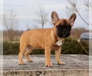 French Bulldog Puppy for sale in METUCHEN, NJ, USA