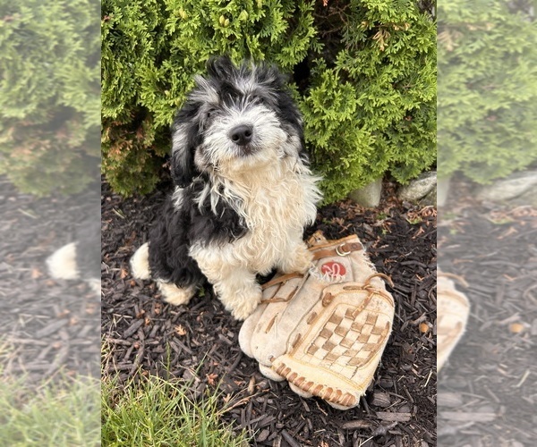 Medium Photo #2 Poo-Ton Puppy For Sale in MIDDLEBURY, IN, USA