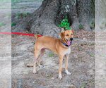 Small Photo #7 Rhodesian Ridgeback-Unknown Mix Puppy For Sale in Munford, TN, USA