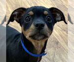 Small Photo #3  Puppy For Sale in , 