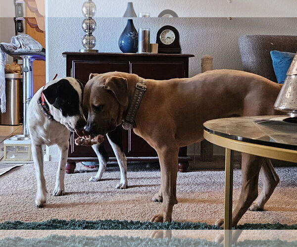 Medium Photo #5 Mastiff-Unknown Mix Puppy For Sale in Chandler, AZ, USA