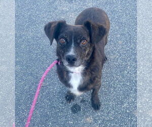 Vegas - Male Colonial Cocker Spaniel-Dachshund Mix Dog for Adoption - Photo #2