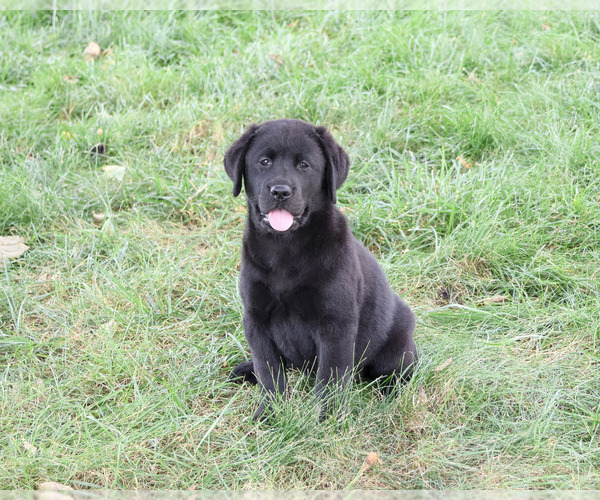 Medium Photo #4 Labrador Retriever Puppy For Sale in SYRACUSE, IN, USA