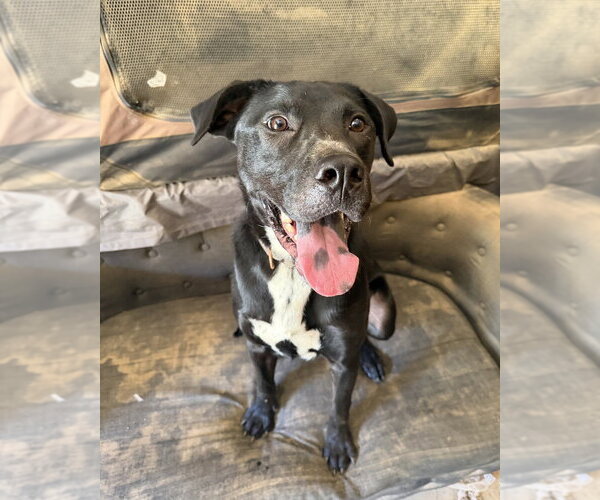 Medium Photo #1 American Pit Bull Terrier-Labrador Retriever Mix Puppy For Sale in Brewster, NY, USA