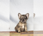 Small #13 French Bulldog