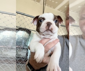 Boston Terrier Dog for Adoption in PIKEVILLE, North Carolina USA