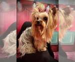 Small Photo #3 Yorkshire Terrier Puppy For Sale in KEITHVILLE, LA, USA