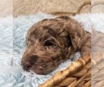 Small Photo #4 Double Doodle Puppy For Sale in PIERSON, FL, USA