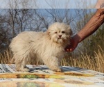 Small #16 ShihPoo