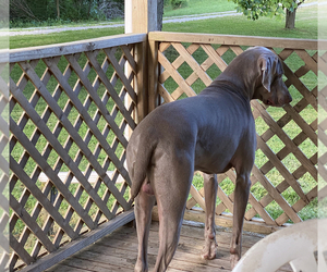 Father of the Weimaraner puppies born on 08/12/2022