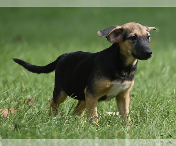Medium Photo #7 Mutt Puppy For Sale in Mechanicsburg, PA, USA